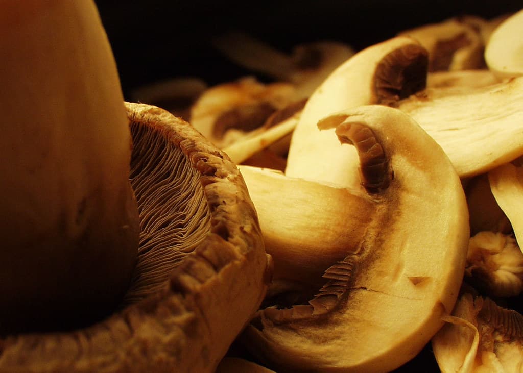 Μανιταρόπιτα